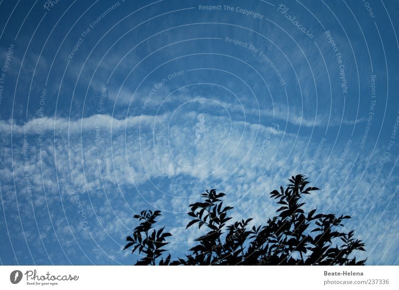 Es liegt was in der Luft Natur Himmel Wolken Sommer Wetter Schönes Wetter Baum ästhetisch natürlich blau weiß Bewegung Wolkenhimmel Wolkenbild himmelblau