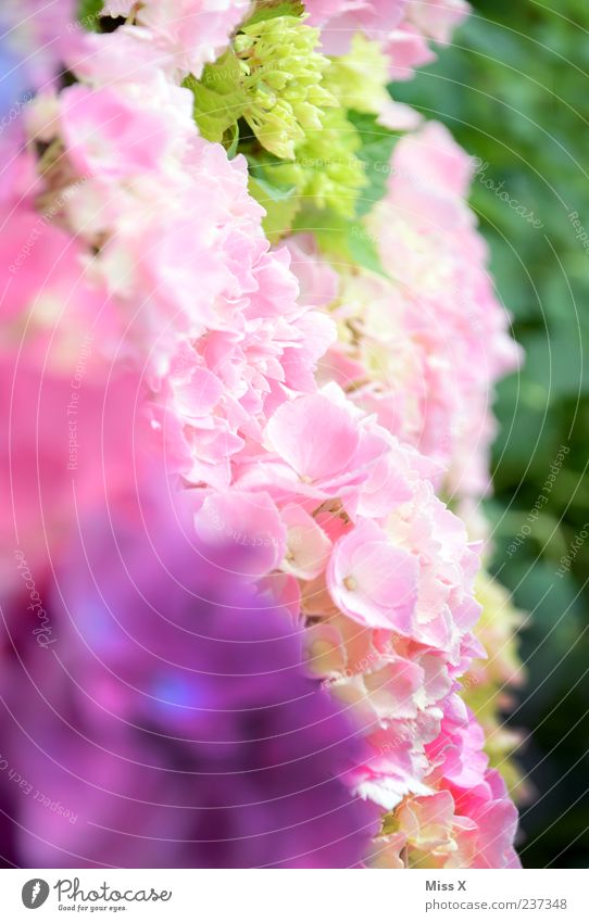 Frühlingsfarben Blume Blüte Blühend Duft violett rosa Farbenspiel Hortensie Hortensienblüte Frühlingsblume Farbfoto mehrfarbig Außenaufnahme Nahaufnahme Muster