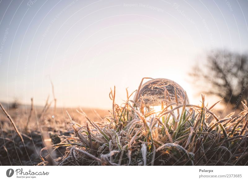 Glaskugel, die bei Sonnenaufgang auf gefrorenem Gras aufleuchtet. Design schön Winter Schnee Dekoration & Verzierung Natur Wetter Ornament glänzend Coolness