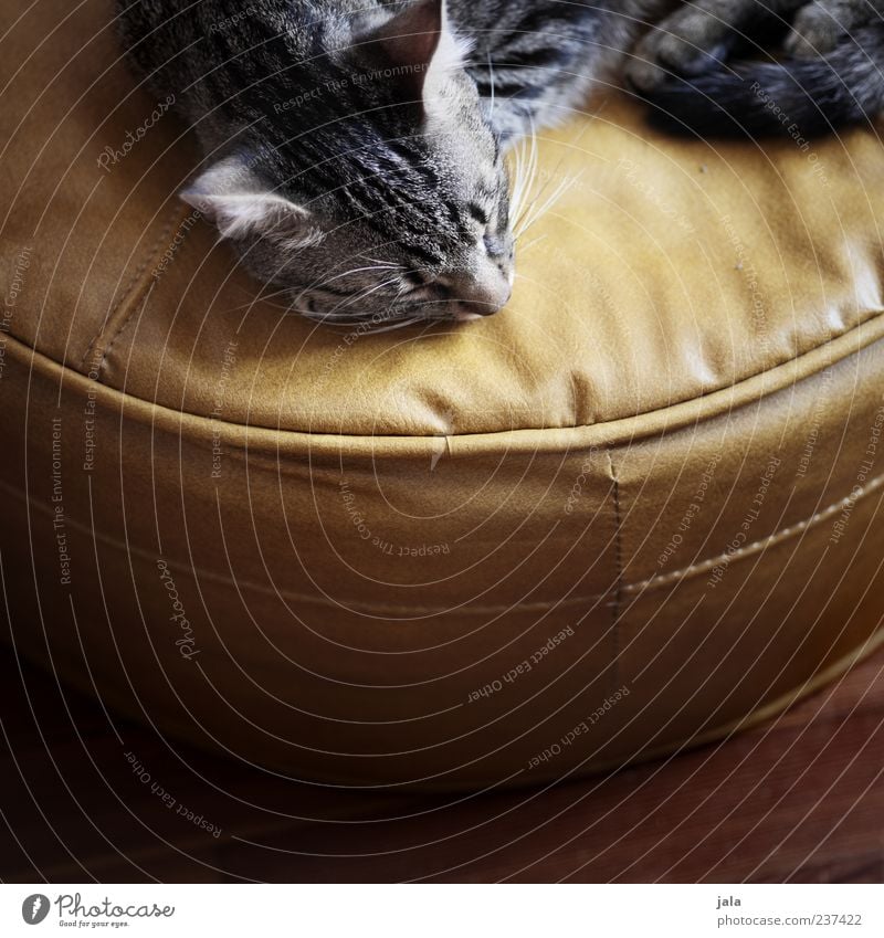 ob katzen von mäusen träumen? Tier Haustier Katze Tiergesicht 1 genießen liegen schlafen schön Vertrauen Geborgenheit Warmherzigkeit Tierliebe Farbfoto