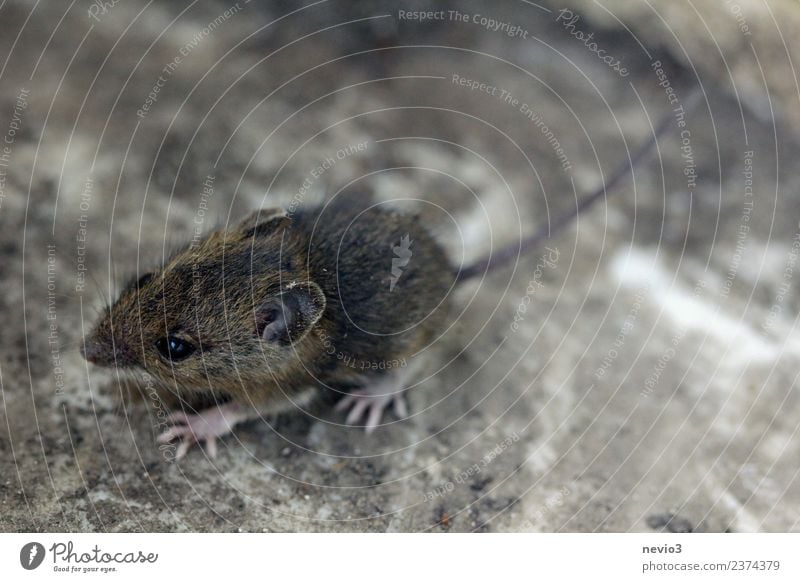 Kleine Feldmaus Umwelt Natur Erde Garten Tier Wildtier Maus 1 laufen rennen schön kuschlig klein Geschwindigkeit weich braun Tierliebe Erdmaus Nagetiere Fell