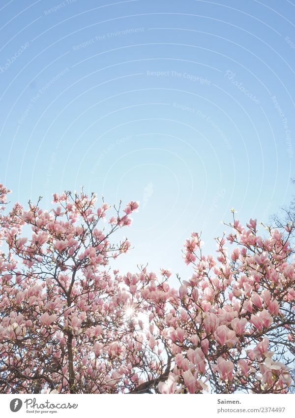 Magnolienblüten baum Magnolienbaum Blüte blühen äste ast zweig Farbfoto Natur Frühling rosa weiss Himmel blauer Himmel Detailaufnahme