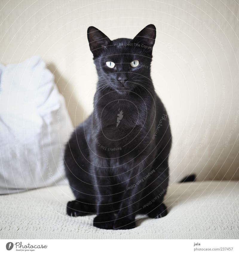 being pretty Sofa Tier Haustier Katze 1 Blick sitzen ästhetisch elegant schön schwarz Hauskatze Farbfoto Innenaufnahme Menschenleer Tag Tierporträt