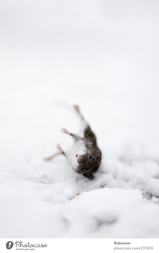 Der Blick Natur Klima Klimawandel Eis Frost Schnee Tier Totes Tier Maus Tiergesicht Fell 1 frei wild Stimmung Traurigkeit Sorge Trauer Tod Verfall