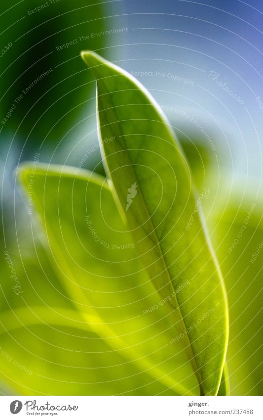 aufgeblättert Pflanze Blatt grün Blattadern Licht durchscheinend nebeneinander Blattgrün Nahaufnahme Makroaufnahme Detailaufnahme Sonnenlicht Farbfoto