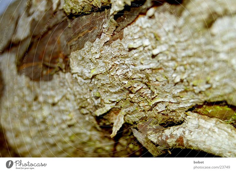 Baumhaut Baumrinde Holz Splitter rau Riss Pflanze braun grün whoiscocoon
