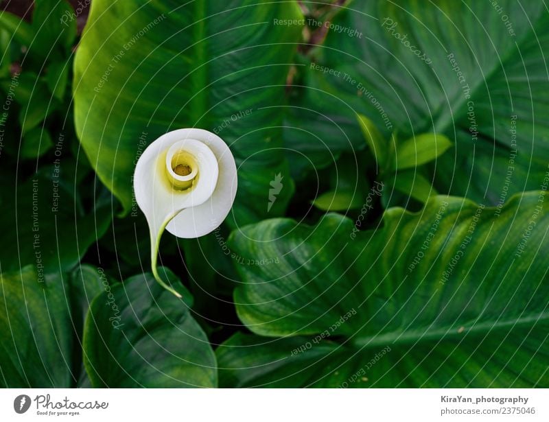 Blühen Sie die Blume der Calla in grünen Blättern. elegant exotisch schön Sommer Garten Natur Pflanze Blatt Blüte Wachstum frisch hell natürlich neu gelb weiß