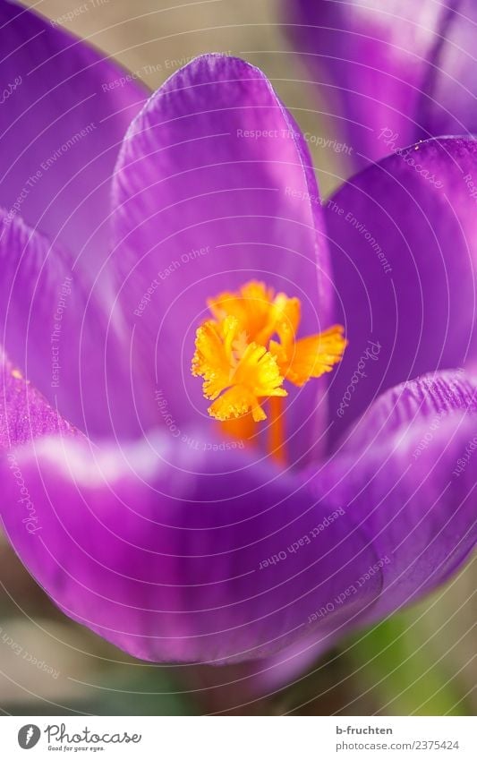 Krokus im Detail Frühling Pflanze Blume Blüte Blühend violett orange Krokusse Frühlingskrokus Blütenkelch Wachstum Außenaufnahme Menschenleer