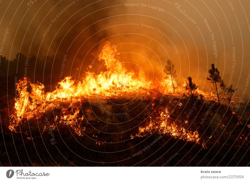 Waldbrand Bildung Arbeit & Erwerbstätigkeit Beruf Landwirtschaft Forstwirtschaft Umwelt Natur Landschaft Pflanze Feuer Erde Klimawandel schlechtes Wetter Wind