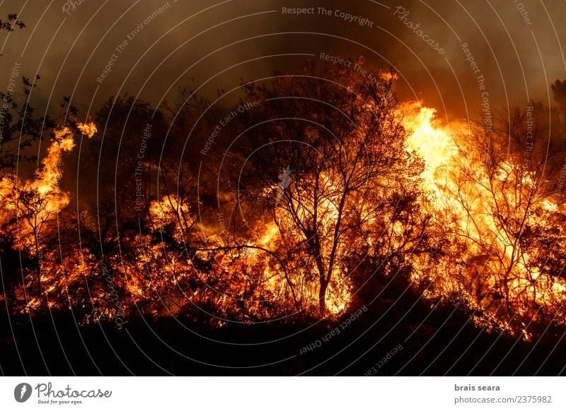 Waldbrand Landwirtschaft Forstwirtschaft Umwelt Natur Landschaft Feuer Klima Klimawandel schlechtes Wetter Wind Pflanze Baum heiß natürlich wild orange rot