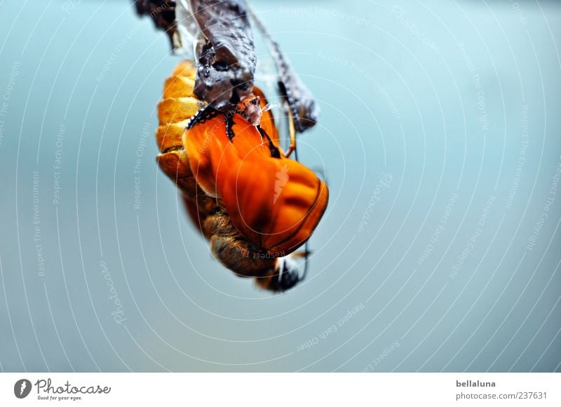 Die Geburt der Dryas Iulia. Natur Tier Wildtier Schmetterling Flügel 1 Tierjunges hängen ästhetisch außergewöhnlich elegant exotisch fantastisch frei hell schön