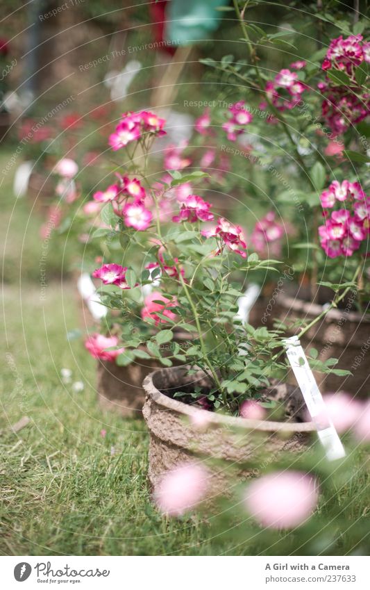 love for sale elegant Stil Garten Natur Pflanze Frühling Blume Rose stehen Freundlichkeit Fröhlichkeit frisch schön einzigartig natürlich grün rosa Gärtnerei