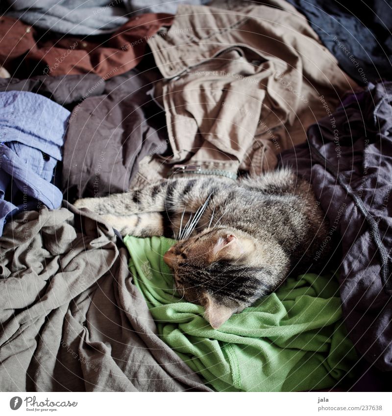 chaos Bekleidung Stoff Tier Haustier Katze 1 liegen schlafen kuschlig unordentlich durcheinander Farbfoto Innenaufnahme Menschenleer Tag Tierporträt
