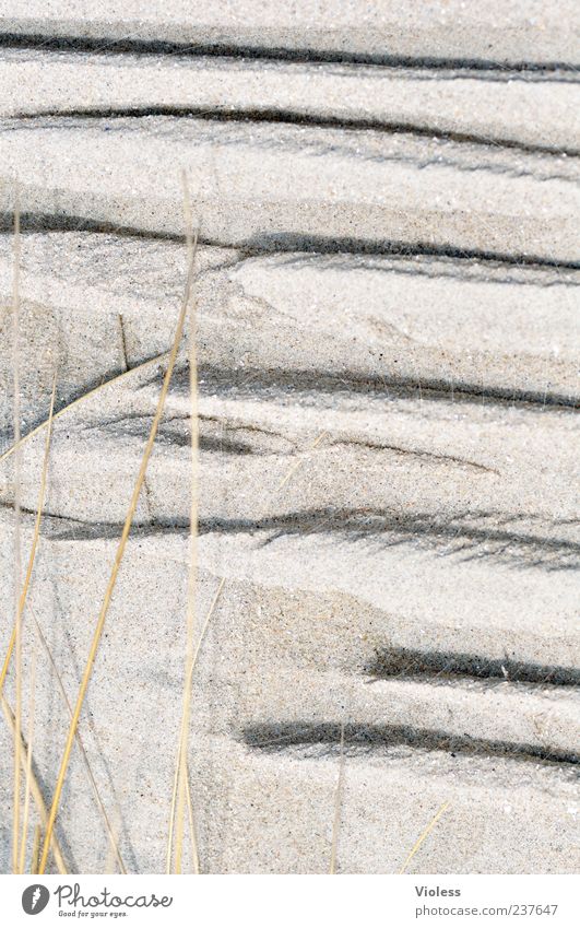 signs in blavand Sand Nordsee Ferien & Urlaub & Reisen Dänemark Blavands Huk Furche Strukturen & Formen Farbfoto Detailaufnahme Makroaufnahme Sandstrand Fuge
