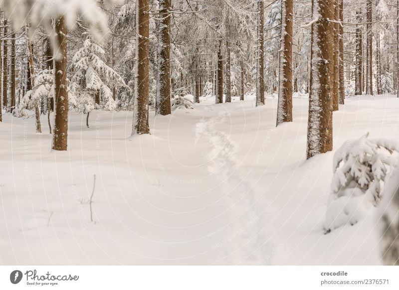 Der Weg III Winterwald Schneelandschaft Farbfoto Fichte Wald Bayerischer Wald kalt Spuren ruhig weiß Ast braun Schneeschuhe wandern laufen Menschenleer