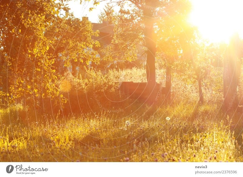 Lichtdurchfluteter Garten beim Sonnenaufgang Umwelt Natur Landschaft Sommer Pflanze Baum Blume Gras Sträucher Blüte Grünpflanze Nutzpflanze gelb gold