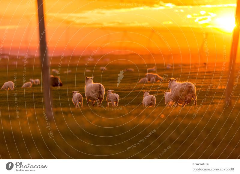 Mäh II Tier Schaf Lamm Herde Tierjunges Tierfamilie Gelassenheit Farbfoto Gedeckte Farben Außenaufnahme Dämmerung Licht Kontrast Sonnenaufgang Sonnenuntergang