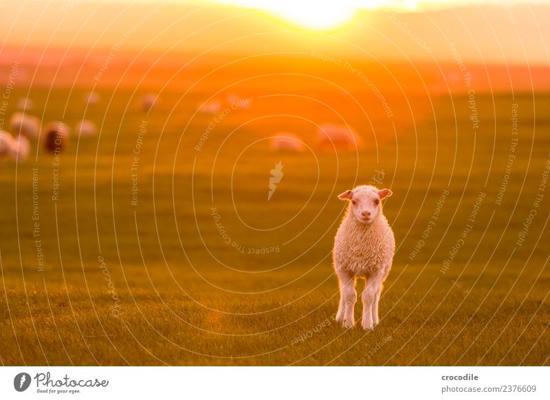 Mäh Tier Schaf Lamm Herde Tierjunges Tierfamilie Gelassenheit Farbfoto Gedeckte Farben Außenaufnahme Dämmerung Licht Kontrast Sonnenaufgang Sonnenuntergang