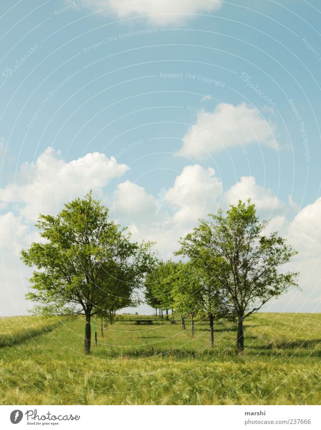 im Grünen Natur Landschaft Pflanze Himmel Frühling Sommer Klima Wetter Schönes Wetter Baum Gras Sträucher blau grün Erholung Erholungsgebiet Wolken Wolkenhimmel