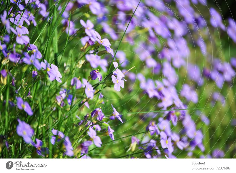 Die Schönheit im Auge des ebenerdigen Betrachters! Sommer Umwelt Natur Pflanze Frühling Schönes Wetter Blume Blüte Grünpflanze Erholung grün violett