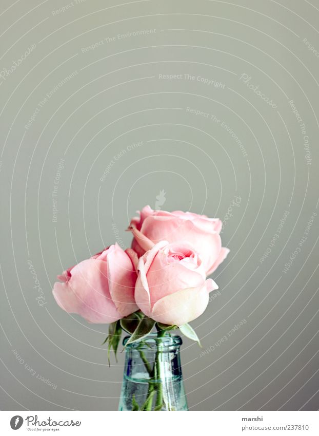 Trio Pflanze Blume Rose grün rosa Vase Gefäße 3 schön Anlass Blumenstrauß grau Dekoration & Verzierung Rosenblätter Farbfoto Innenaufnahme Textfreiraum oben