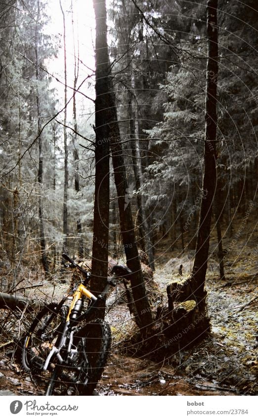Der Bock im Wald (II) Mountainbike Fahrrad Blatt Holz Baumrinde transpirieren Ausdauer Suspension Verkehr Scheibenbremsen Uphill Downhill X-trial Gelände