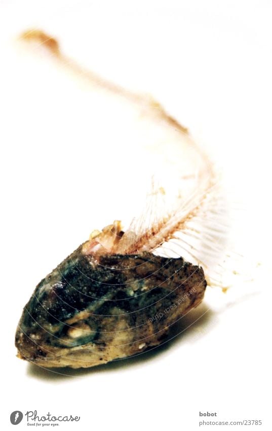 Rückgrat zeigen Skelett Fischgräte Fischereiwirtschaft Kieme Ernährung skelettiert Schwimmhilfe Scheune Auge Forellem