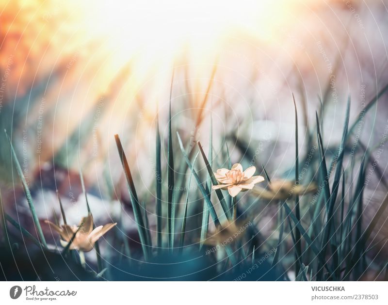Sommer wilde Natur mit Gras, Blumen und Sonnenstrahlen Design Garten Pflanze Sonnenaufgang Sonnenuntergang Frühling Schönes Wetter Blatt Blüte Park Wiese Feld