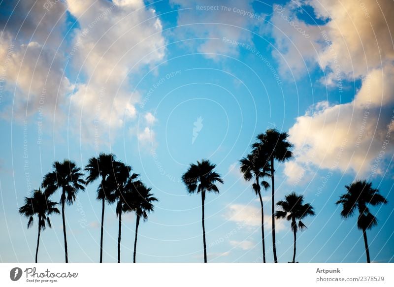 Palmensilhouette Silhouette Himmel Wolken Sommer Urlaub Schatten im Freien Bäume reisen Ausflug tropisch Natur Insel Horizont Sonnenuntergang