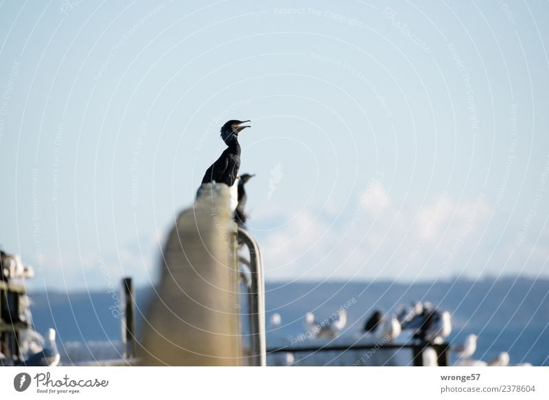 Kormorane sitzen auf Brückengeländer Ostsee Meer Tier Wildtier Vogel 1 Tiergruppe warten maritim blau schwarz ausruhend Farbfoto Gedeckte Farben Außenaufnahme