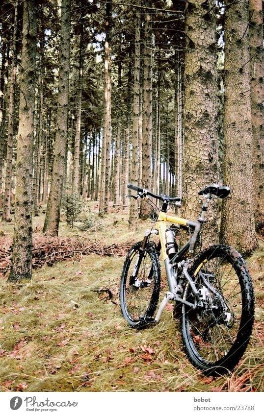 Der Bock im Wald (I) Mountainbike Fahrrad Blatt Holz Baumrinde transpirieren Ausdauer Suspension Verkehr Scheibenbremsen Uphill Downhill X-trial Gelände Sport