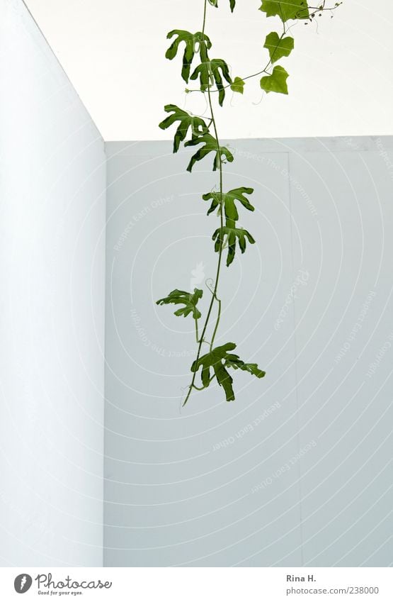 Eindringling Pflanze Sommer Blatt Grünpflanze Mauer Wand Fassade hängen Wachstum hell grün weiß einzigartig Kletterpflanzen Ranke exotisch eindringen Farbfoto