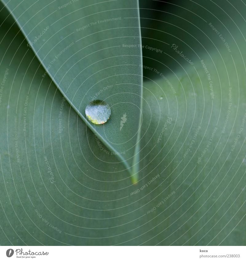 ... wer Perlen finden will ... elegant schön Pflanze Wassertropfen Blatt Tropfen außergewöhnlich Flüssigkeit glänzend nass rund Spitze grün schwarz weiß