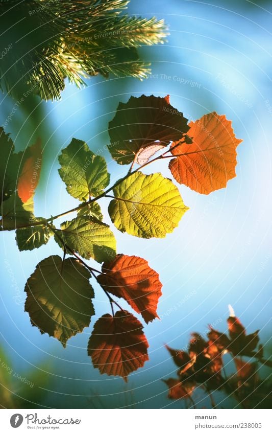 bunte Mischung Natur Himmel Sonnenlicht Frühling Sommer Herbst Blatt Zweige u. Äste Verschiedenheit Tannenzweig Haselnussblatt Ahornzweig authentisch natürlich