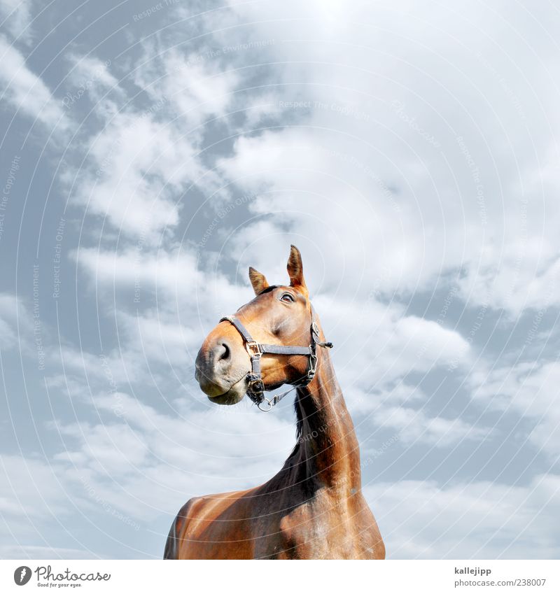 pferdperspektive Lifestyle elegant Stil Natur Himmel Wolken Schönes Wetter Tier Nutztier Pferd 1 Blick Zaumzeug Ohr Wachsamkeit Stolz Kraft Hals Fell Farbfoto