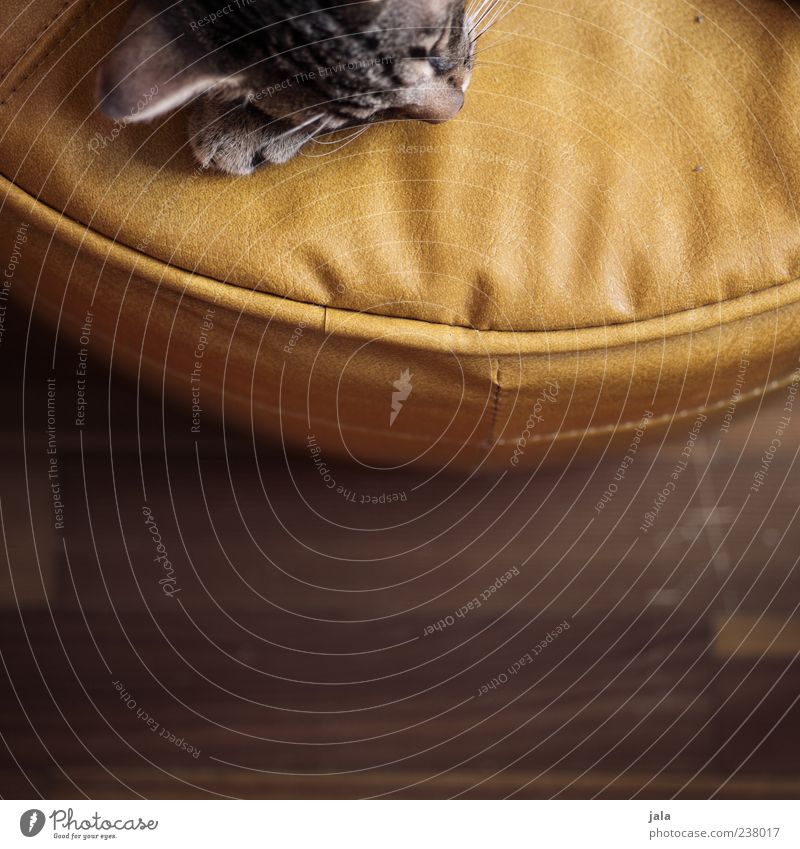 bisschen katze Tier Haustier Katze Tiergesicht liegen schlafen Hocker Leder Farbfoto Innenaufnahme Menschenleer Textfreiraum unten Tag Tierporträt ruhig