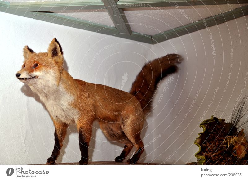 FDPC Fuchs 1 Tier - ein lizenzfreies Stock Foto von Photocase