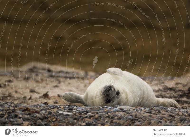 Fauler Sonntag... Umwelt Natur Tier Sand Küste Strand Nordsee Ostsee Insel 1 Tierjunges genießen Robben liegen Helgoland Wildtier Kegelrobbe Robbenbaby weiß
