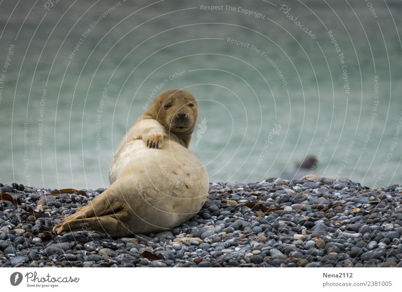 Jahreszeiten | endlich Bauchfrei Umwelt Natur Tier Küste Strand Bucht Nordsee Ostsee 1 Tierjunges Erholung liegen warten helgoland Robben wild Robbenbaby