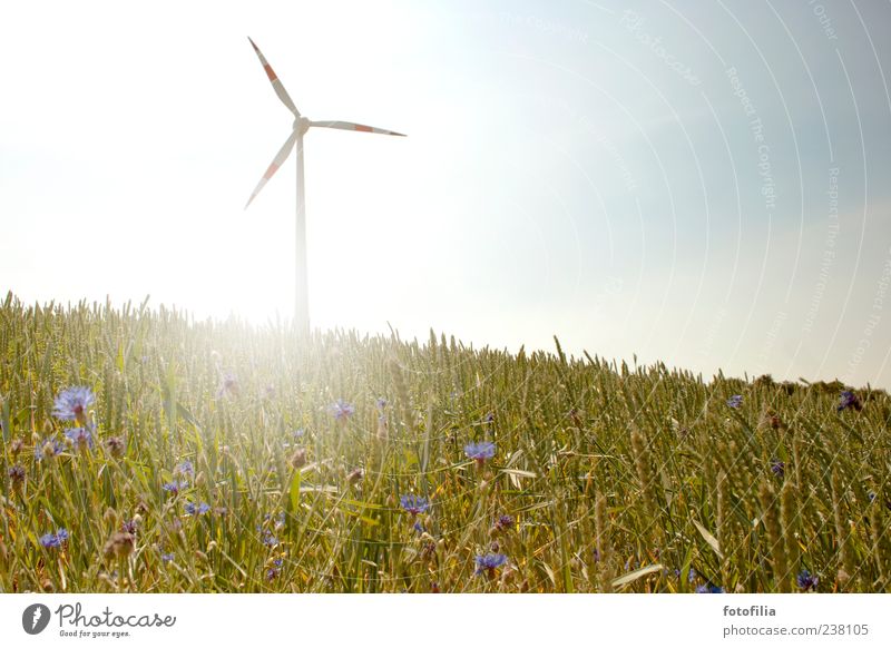 mehr wind! Fortschritt Zukunft Energiewirtschaft Erneuerbare Energie Windkraftanlage Energiekrise Umwelt Natur Landschaft Himmel Sonne Sonnenlicht Sommer Klima