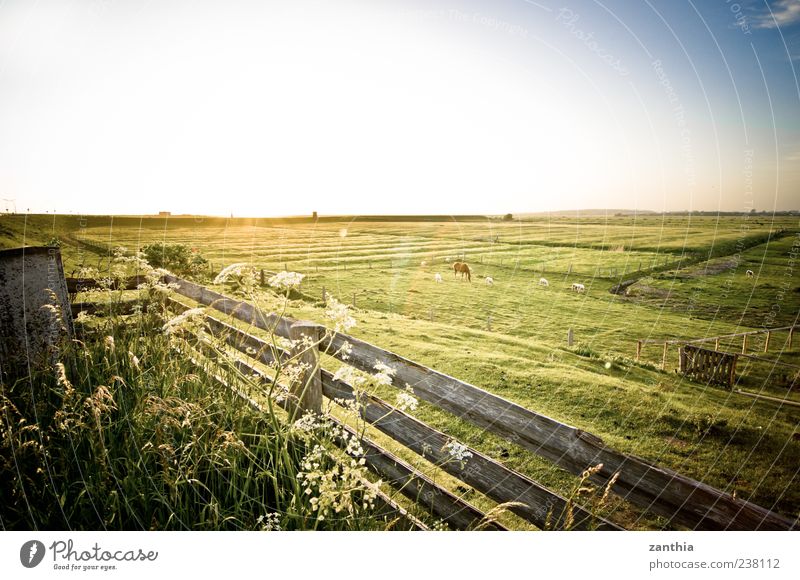 Deich Landschaft Schönes Wetter Sträucher Nordsee Heimweh Fernweh Erholung Ferien & Urlaub & Reisen Horizont Idylle Natur ruhig Stimmung Tourismus Umwelt