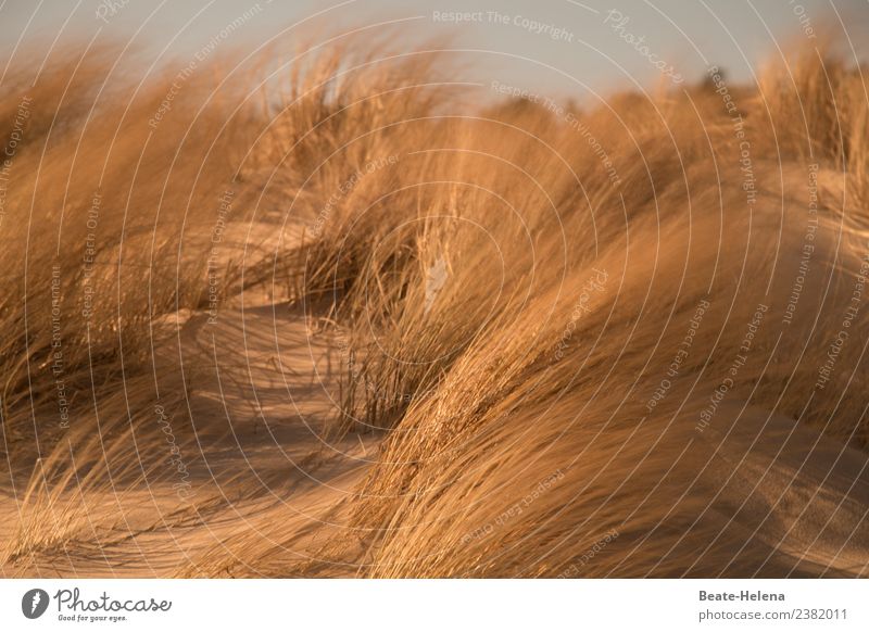 Stürmische Zeiten Umwelt Natur Landschaft Pflanze Urelemente Unwetter Wind Sturm Sträucher Küste Seeufer Strand Zingst Dorf Wege & Pfade Aggression ästhetisch