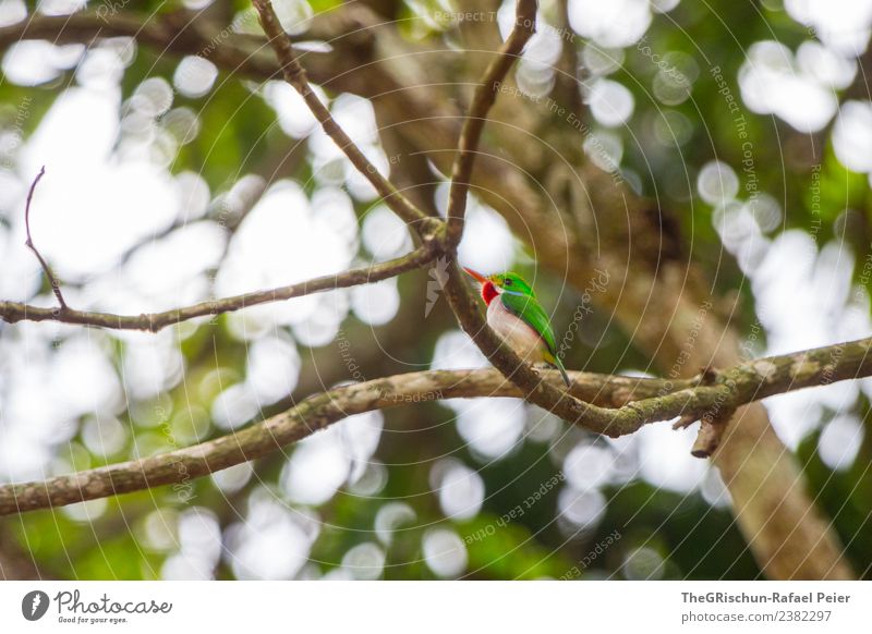 Grüner Todi Tier 1 braun grau grün rot Kuba kubanischer Vogel Ast fliegen Zweige u. Äste Baum Blatt Licht Schnabel Metallfeder niedlich Farbfoto Außenaufnahme