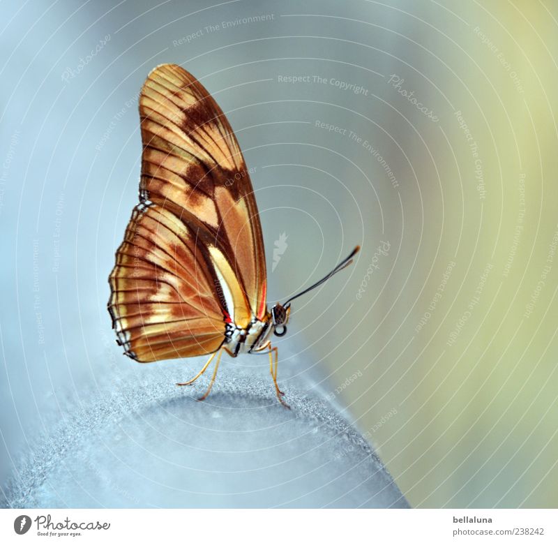 Ich hab die Flügel schön! Natur Tier Sommer Schönes Wetter Wildtier Schmetterling 1 sitzen ästhetisch außergewöhnlich authentisch einfach elegant exotisch