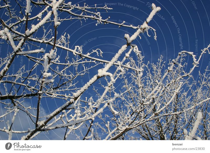 Eisbaum Baum Winter Schnee blau Himmel Zweig