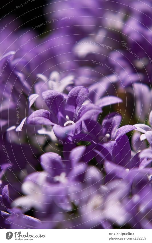 violett Umwelt Natur Pflanze Blume Blüte Blühend natürlich Zentralperspektive Blütenblatt Farbfoto Nahaufnahme Detailaufnahme Makroaufnahme Menschenleer