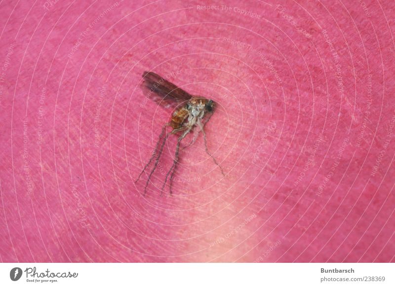 Mücke Tier Totes Tier Insekt Stechmücke Zweiflügler 1 rot Natur Farbfoto Nahaufnahme Makroaufnahme Tierporträt