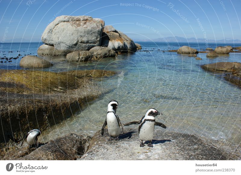 Pinguinstrand in Südafrika (Simonstown) Ferien & Urlaub & Reisen Freiheit Expedition Sommer Strand Meer Wellen Umwelt Natur Landschaft Tier Wasser Himmel