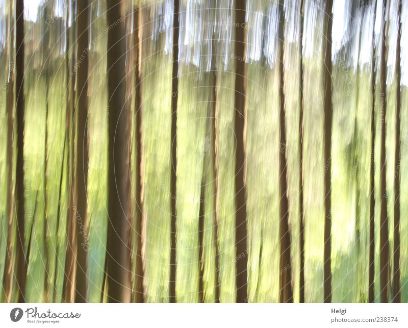 Traumwald für bellaluna... Umwelt Natur Landschaft Pflanze Himmel Frühling Schönes Wetter Baum Wald Bewegung leuchten Wachstum ästhetisch außergewöhnlich frisch