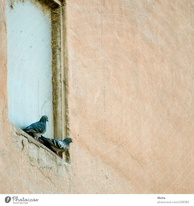 Zwei Gebäude Mauer Wand Tier Vogel Taube 2 sitzen alt Zusammensein trist Fenstersims Nische Tierpaar paarweise Farbfoto Außenaufnahme Menschenleer